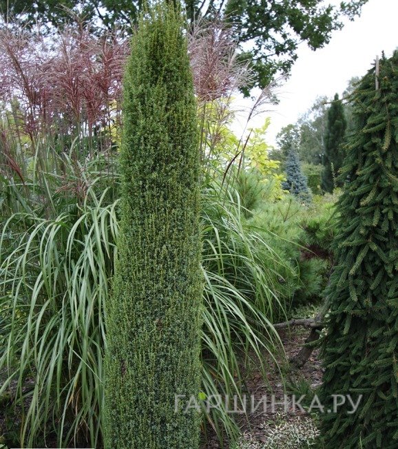 Можжевельник обыкновенный Багнет