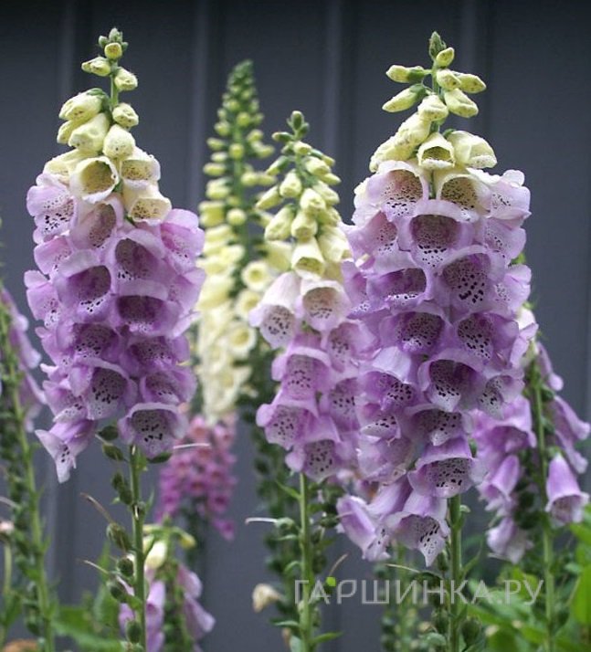 Наперстянка Camelot Lavender NEW!