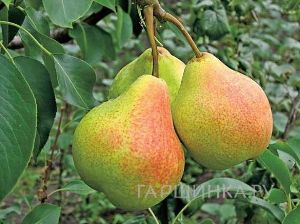 Груша Памяти Яковлева