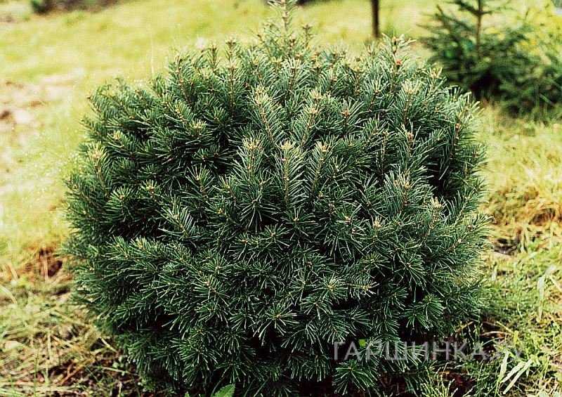 Пихта субальпийская Грин Глобе