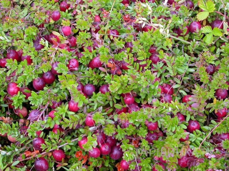 Клюква Пилигрим крупноплодная