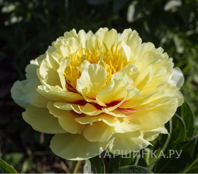 Пион Гаден Треже (ИТО)