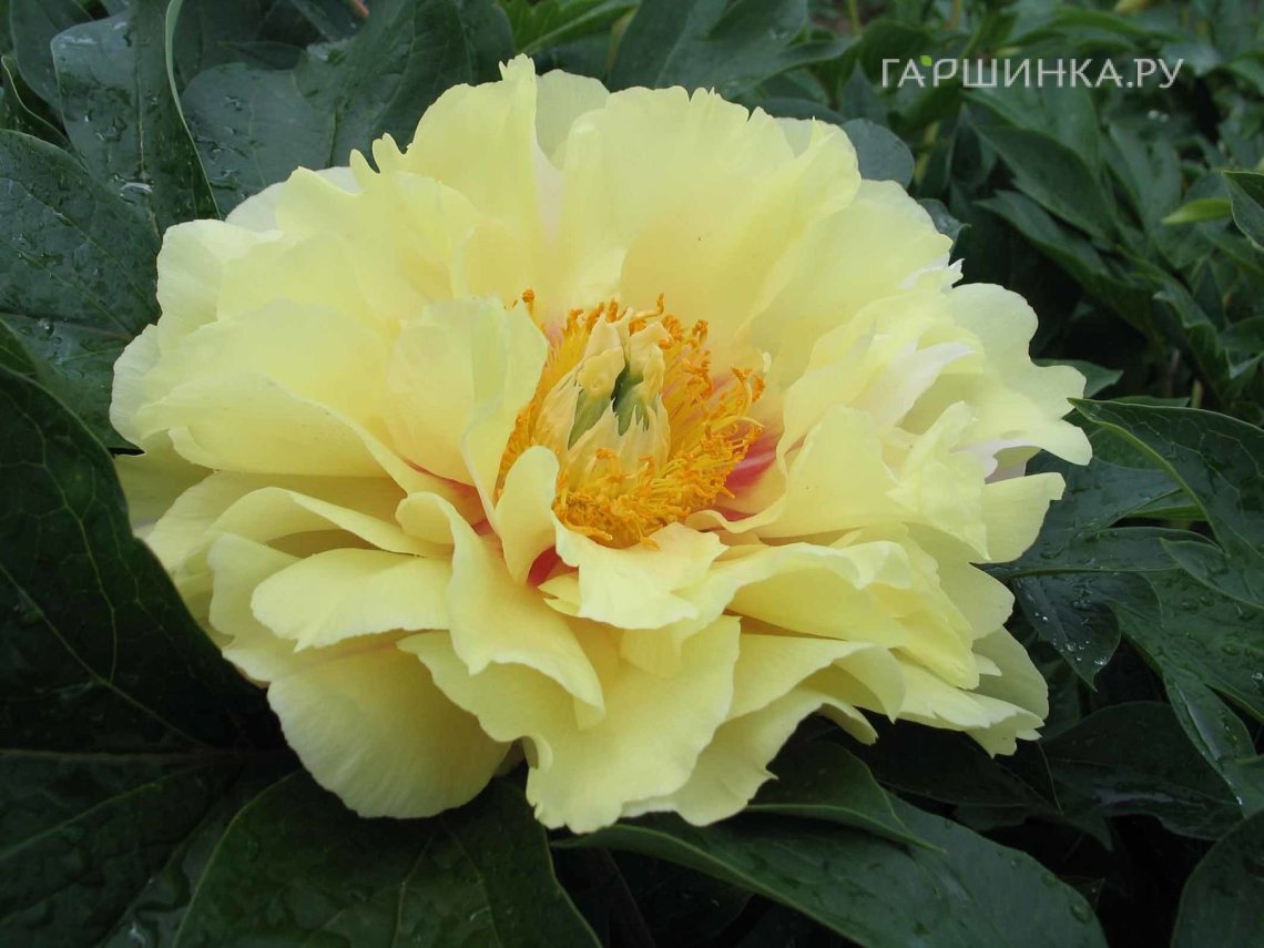 Пион Прейри Чарм (ИТО)