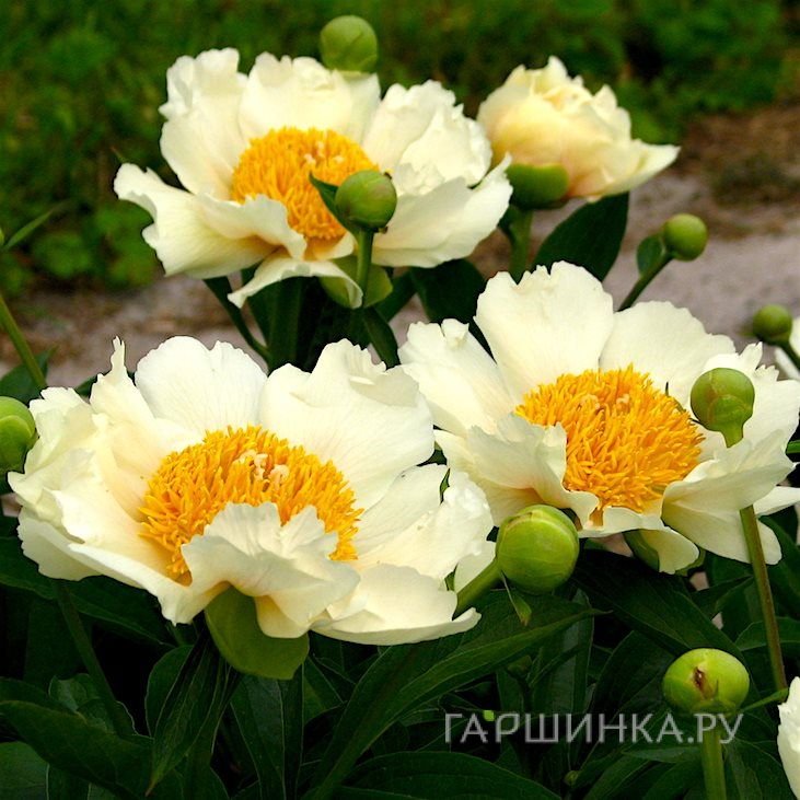 Пион Клер де Люн