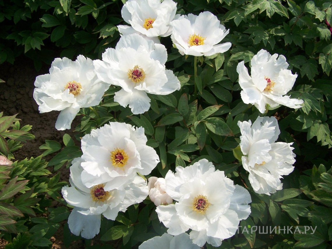 Пион белый древовидный