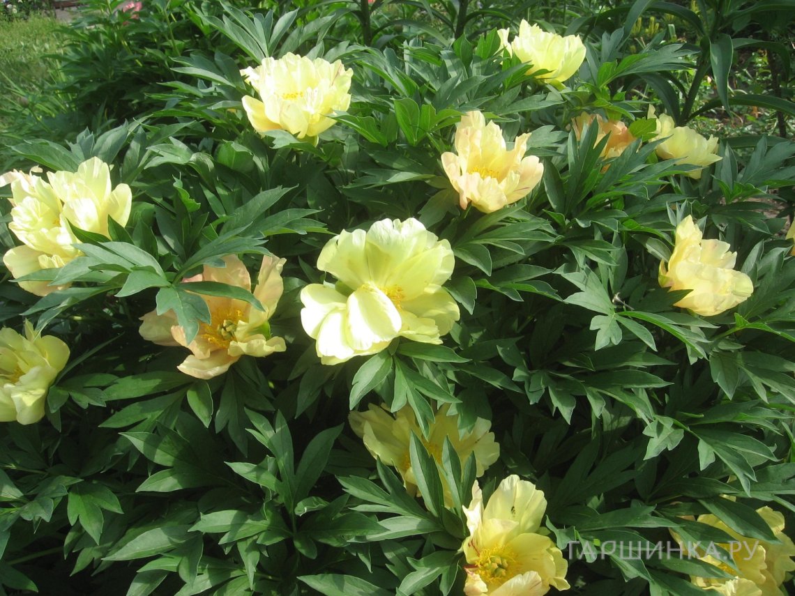 Пион Желтый древовидный