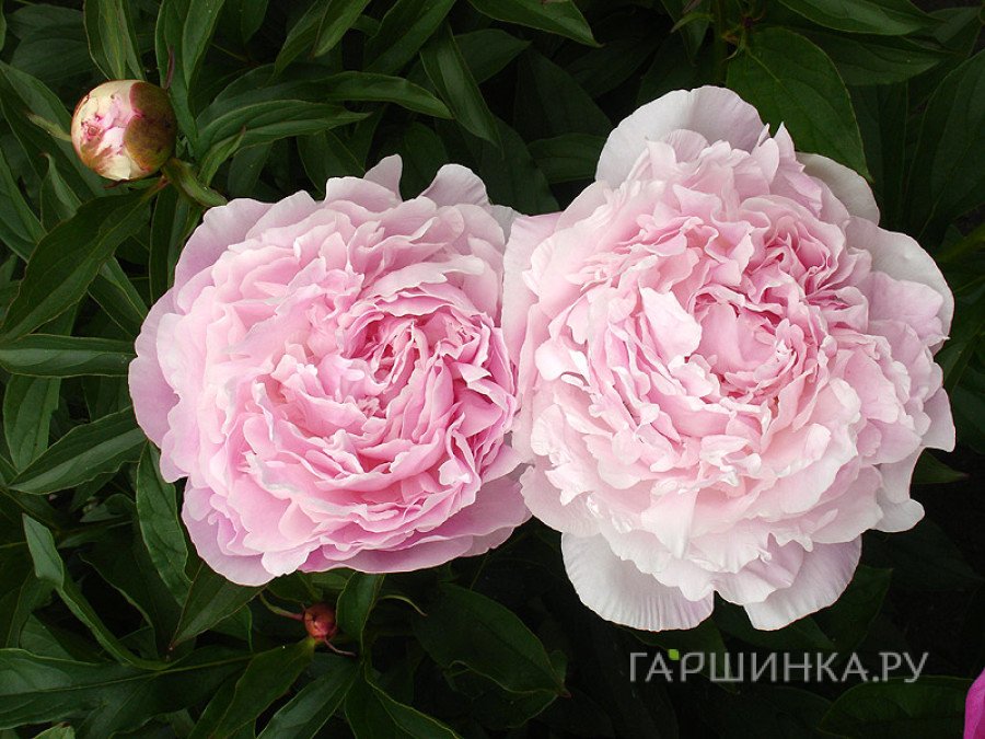 Пион Миртл Джентри