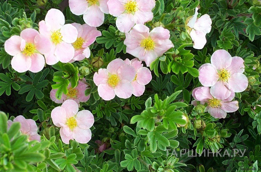 Лапчатка кустарниковая Пинк Виспер