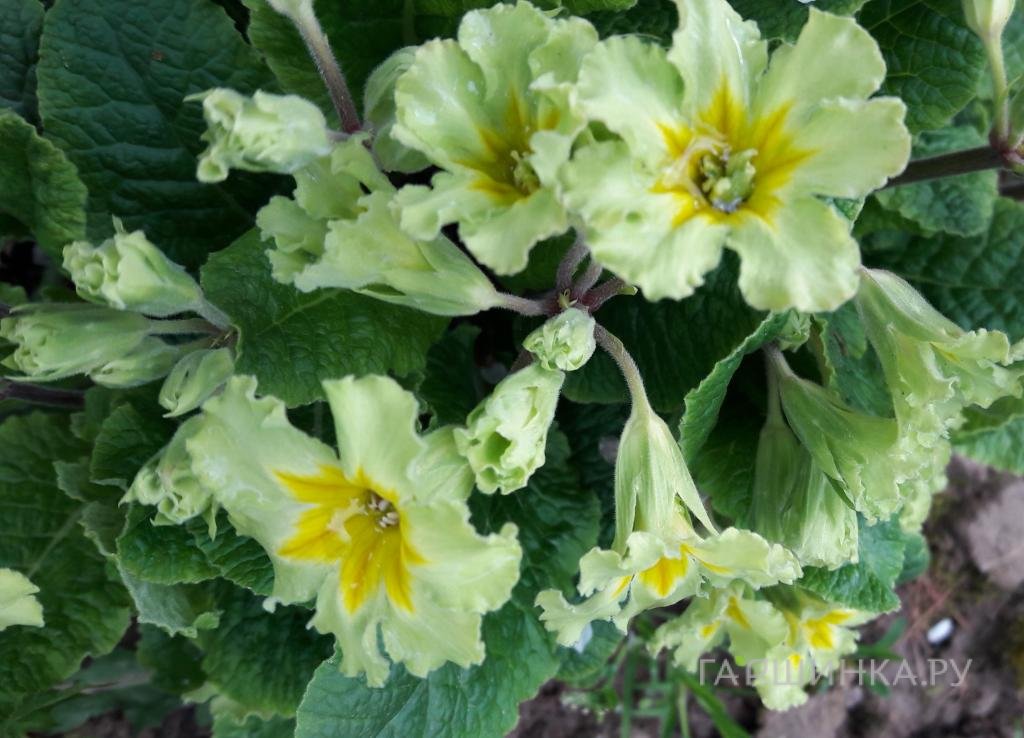 Примула Франческа