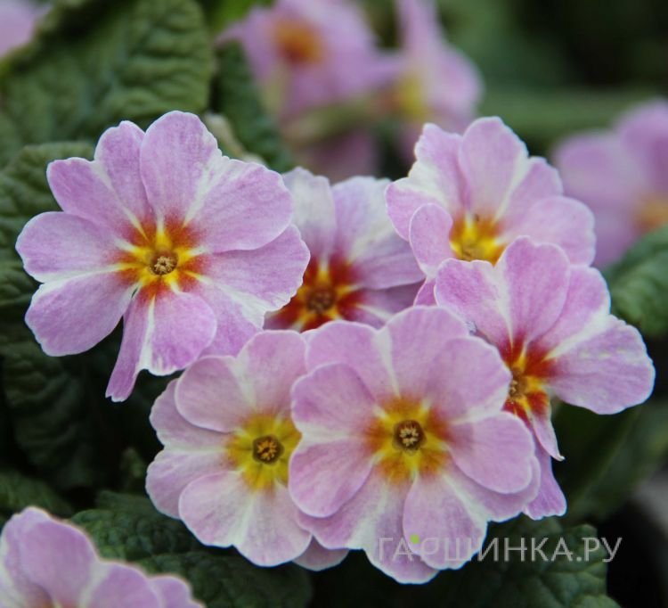 Примула обыкновенная Авондейл