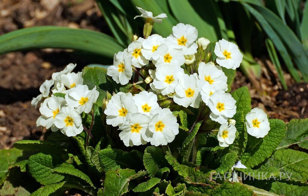 Примула обыкновенная Карригдейл