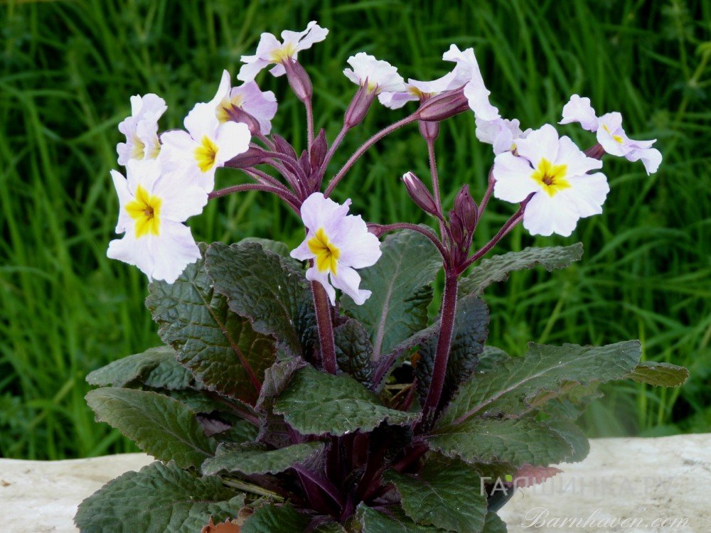 Примула Юлии Гаррияр Дженевер