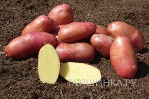 Картофель Ред Леди 2кг