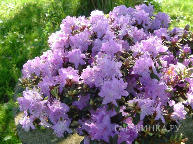 Рододендрон плотный