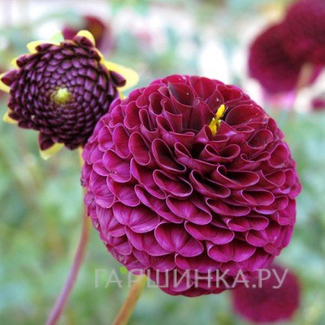 Георгина Рокко помпонная