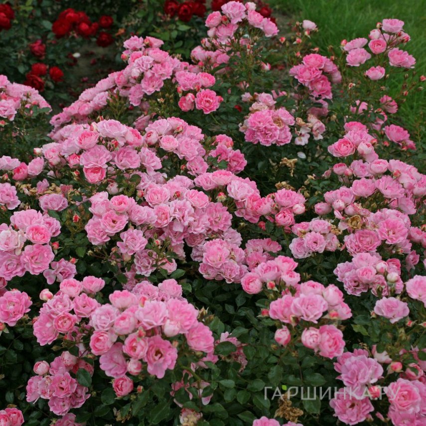 Роза Флирт, Кордес (лиц)