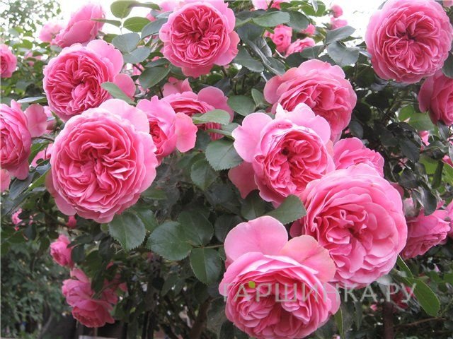 Роза Розенфи, Кордес (лиц)