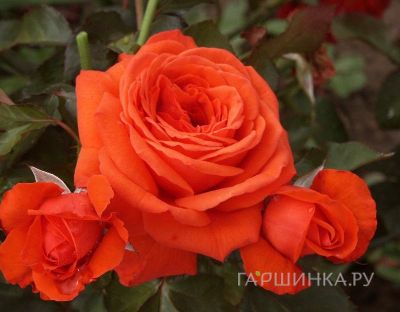 Роза Салита, Кордес (лиц)