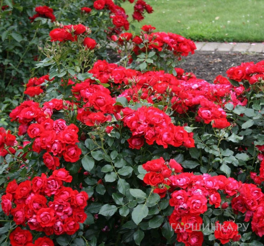 Роза Блэк Форест Роуз флорибунда, Кордес (лиц)