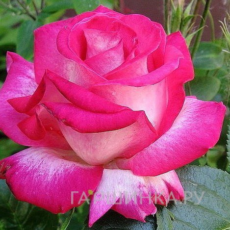 Роза Сайленс чайно-гибридная, Imperial Rose