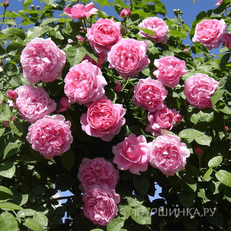 Роза Алан Титчмарш, Д.Остин кустарниковая (лиц)