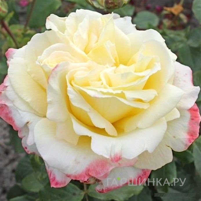 Роза Атена, Кордес (лиц)