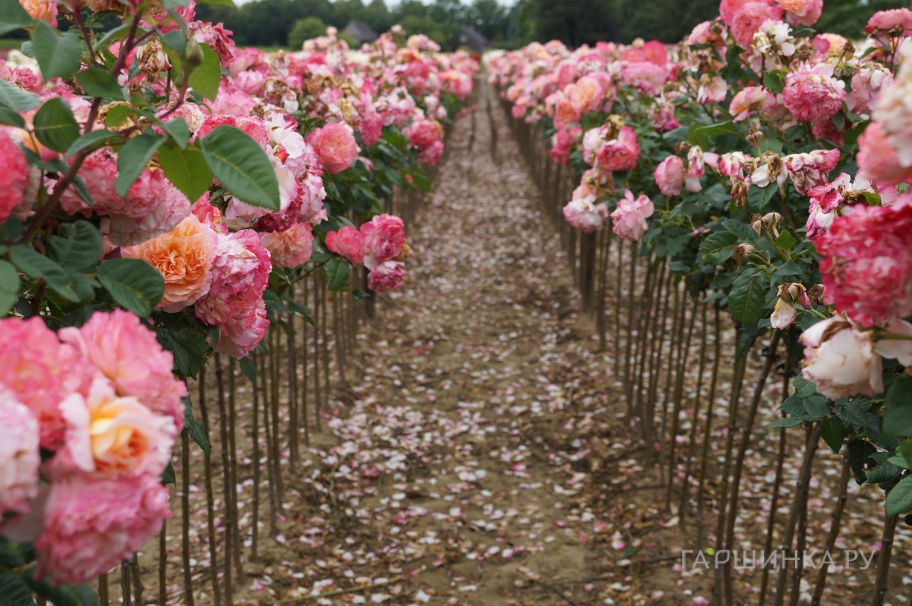 Роза Августа Луиза на штамбе 90см