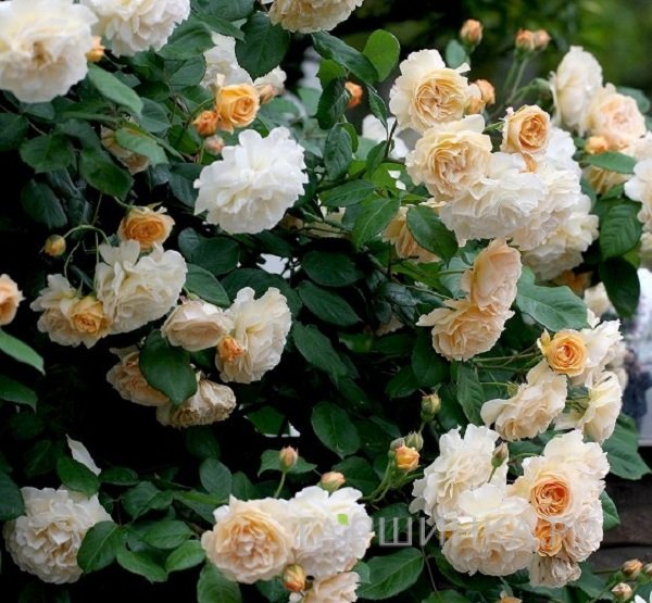 Роза Бафф Бьюти, Гийо (лиц)