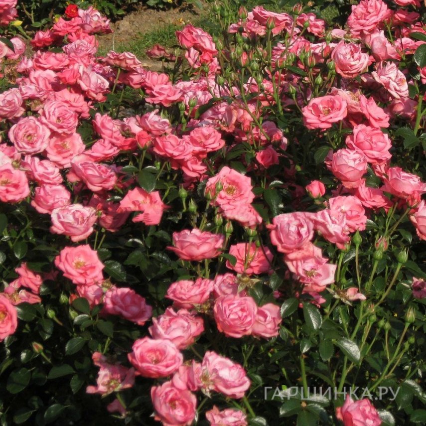 Роза Белла Роза флорибунда, Кордес (лиц)