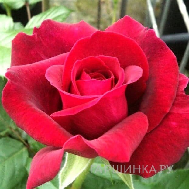 Роза Бельвью, Топалович (лиц)