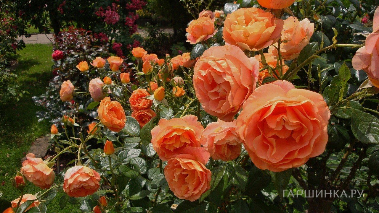 Роза Бенгали флорибунда, Топалович (лиц)