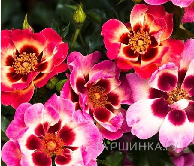 Роза Блашин Бэбилон Айз, Интерплант (лиц)