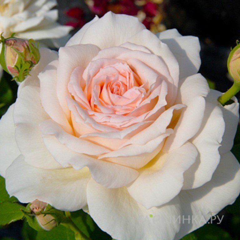 Роза Чандоз Бьюти, Харкнесс (лиц)