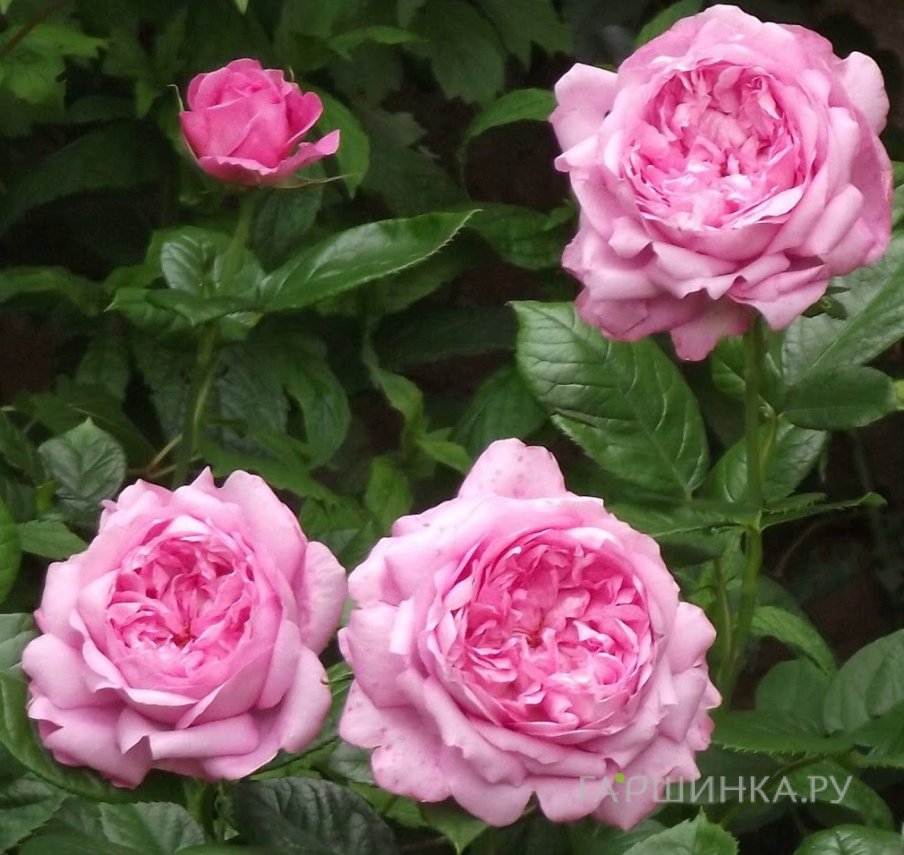 Роза Шанталь Мерье, Гийо (лиц)