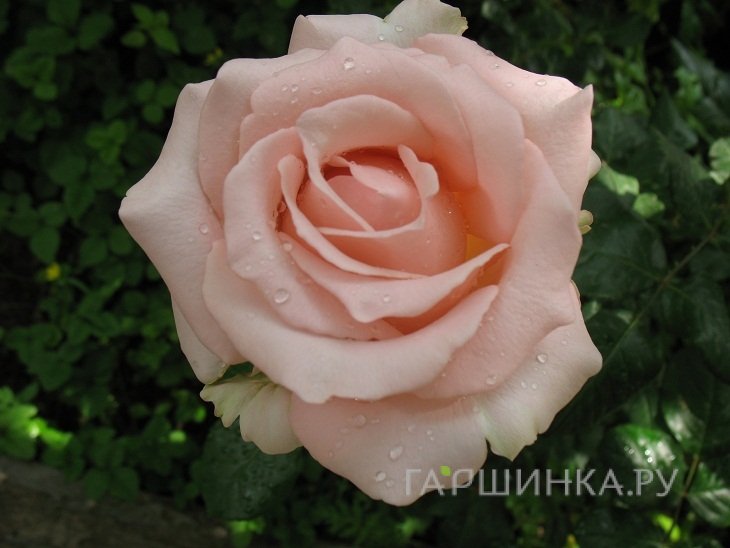 Роза Дезире чайно-гибридная, Imperial Rose