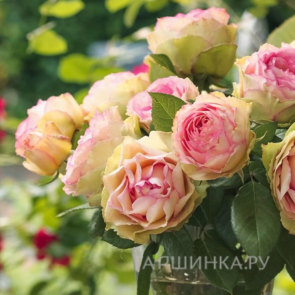 Роза Джалита/Джудит Уильямс, Интерплант (лиц)