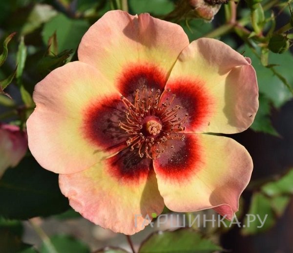 Роза Фэнси Бэбилон Айз, Интерплант (лиц)