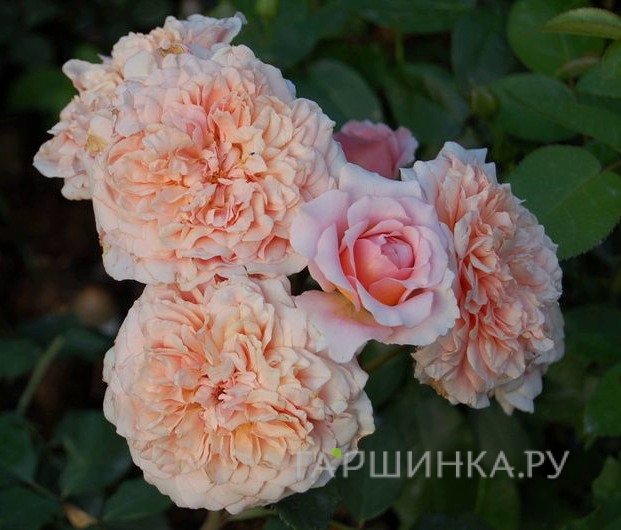 Роза Фестиваль Де Жардан Де Шомон, Гийо (лиц)