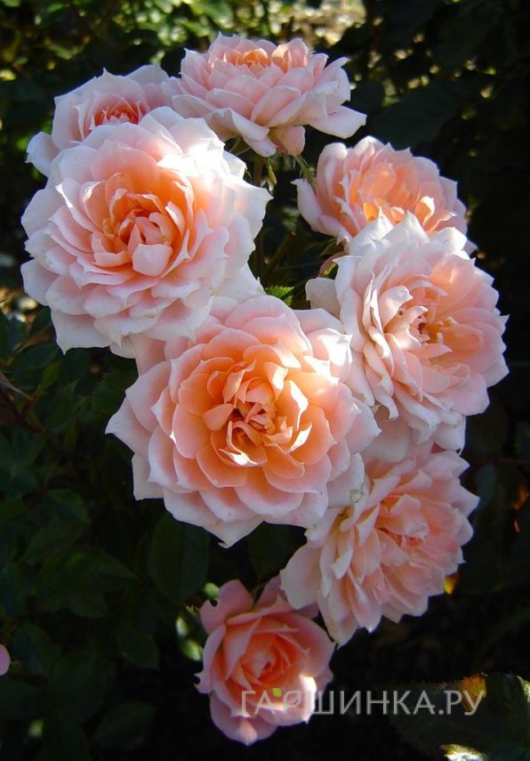 Роза Флауэ Пауэ, Фрайер (лиц)