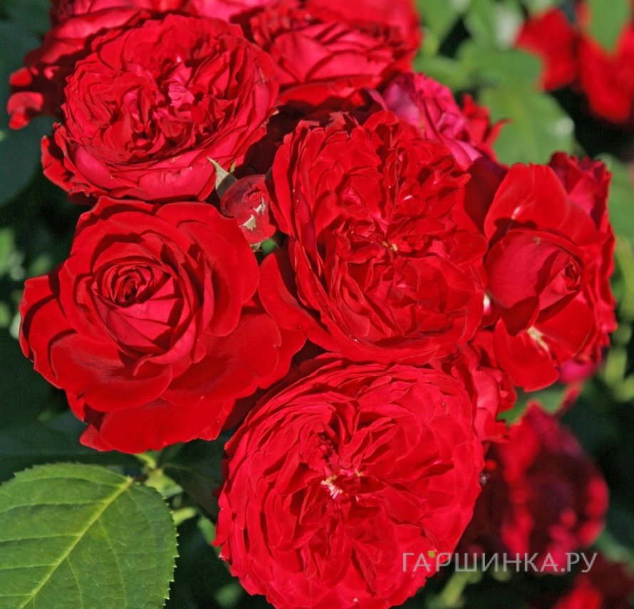 Роза Роткапчен флорибунда, Кордес (лиц)