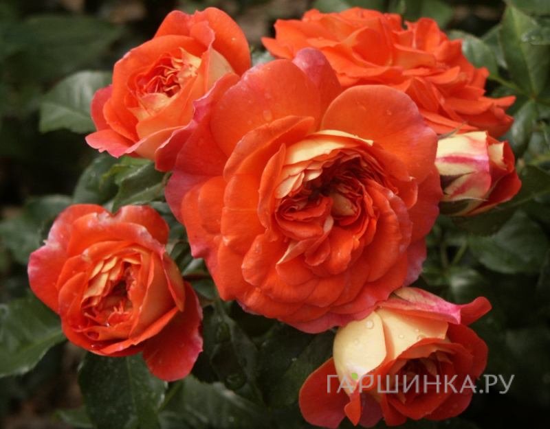 Роза Гебрюдер Гримм/Джоли Тамбур флорибунда, Кордес (лиц)