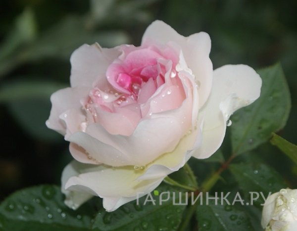 Роза Гернси, Интерплант (лиц)