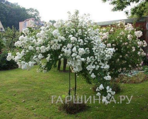 Роза Гиранде Амур на штамбе 140см