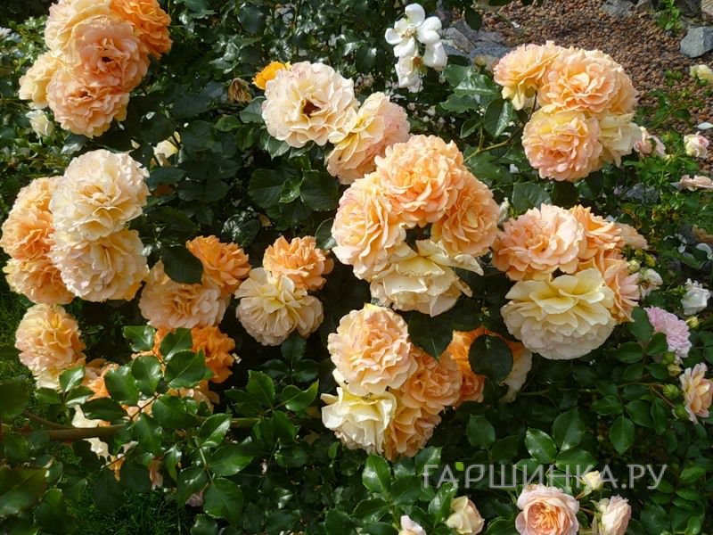 Роза Филгри флорибунда, Imperial Rose