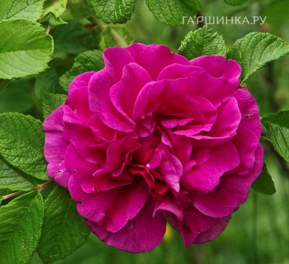 Роза Ханса ругоза (лиц)