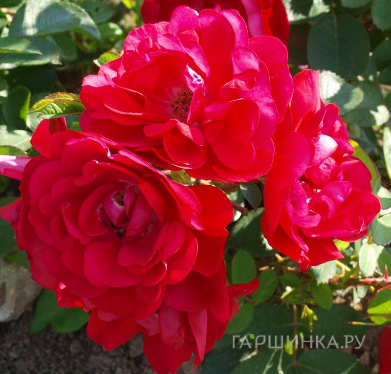 Роза Хансалэнд ругоза (лиц)