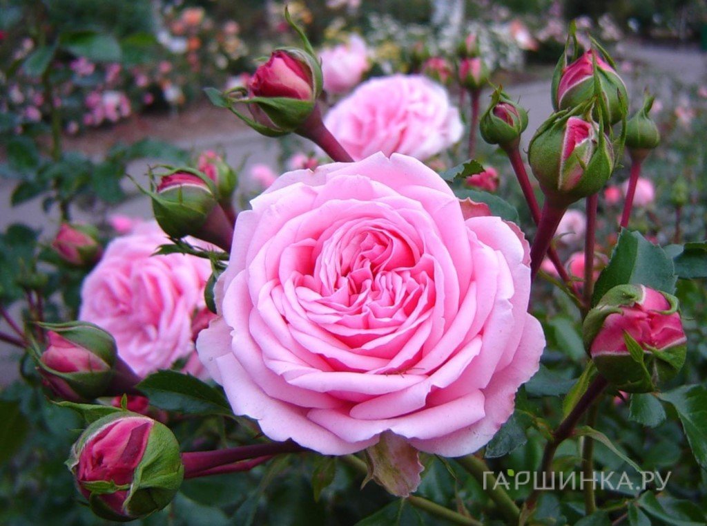 Роза Хоум энд Гарден, Кордес (лиц)