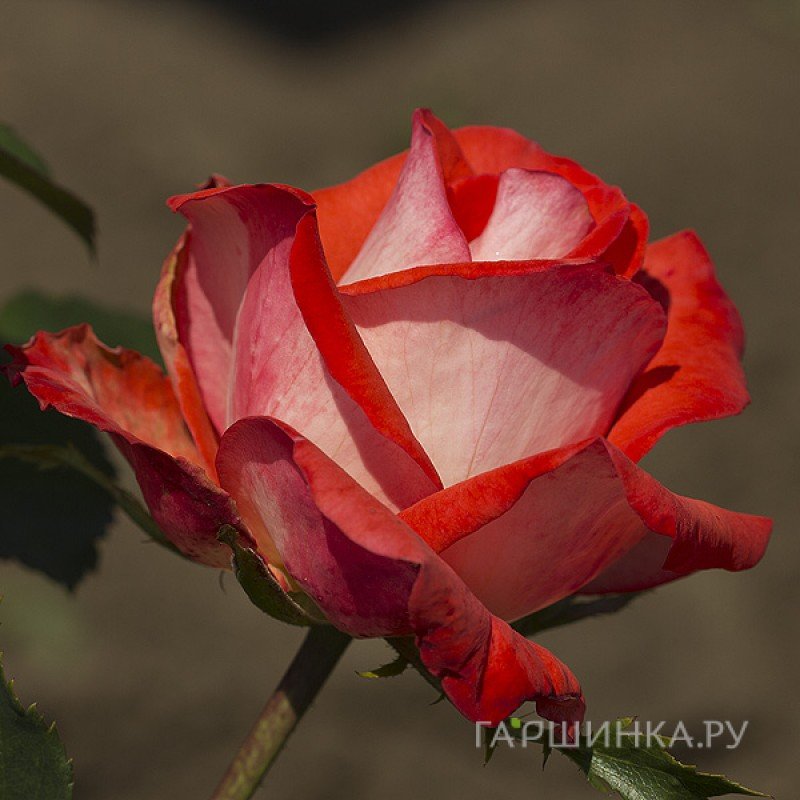 Роза Кэп Хорн, Дорье (лиц)