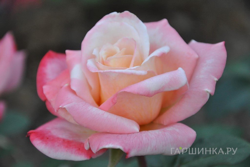 Роза Летиция Каста, Мейян (лиц)