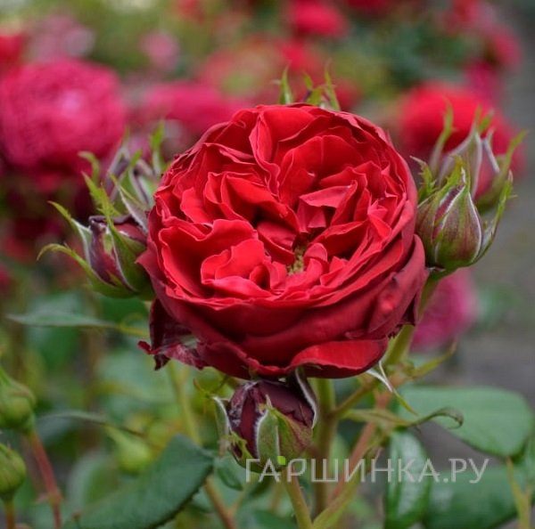 Роза Майорка, Интерплант (лиц)